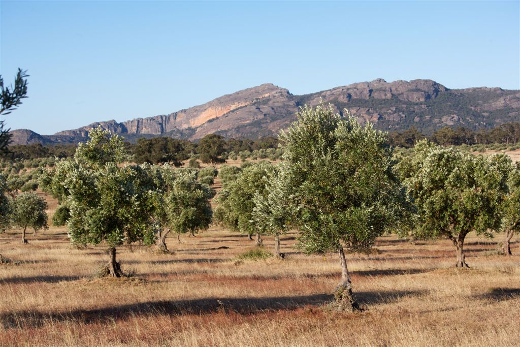 2026 Olive Harvest Open Day