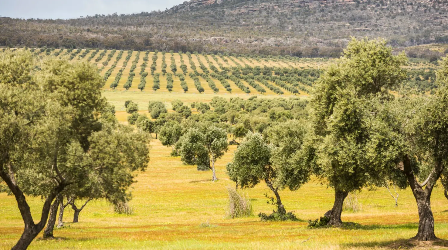 Grampians Olive Oil Farm view across the orchard