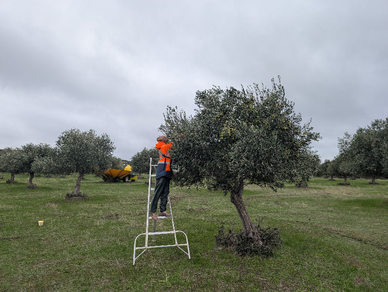 A person in an orange high-visibility shirt and dark pants stands on a white metal ladder, reaching up to harvest olives from a tree in an olive grove under a cloudy sky. Shaker in background