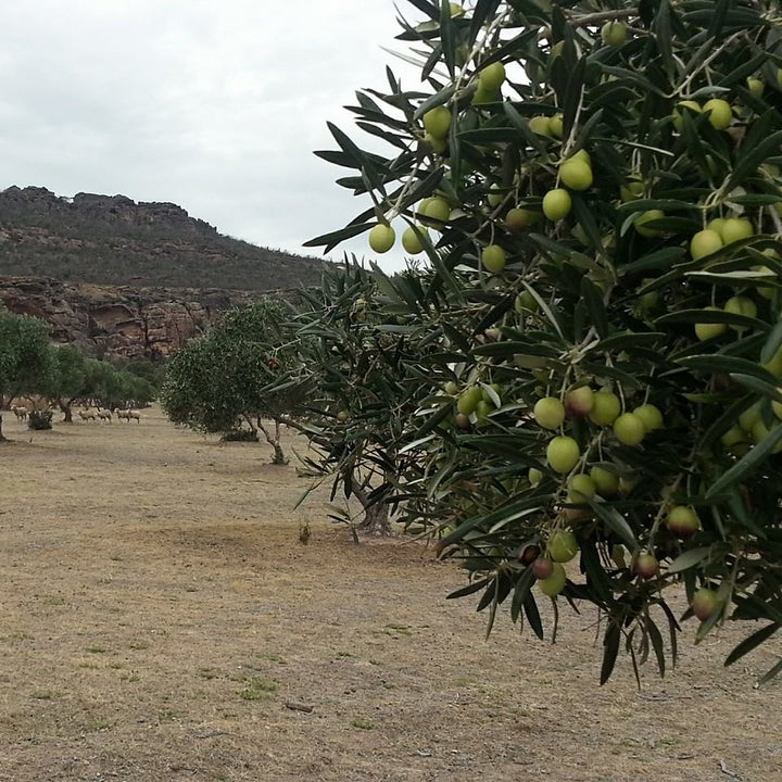 Organic olives for cold pressing into extra virgin olive oil first harvest