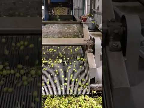 2026 Olio Nuovo Organic Extra Virgin Olive Oil (First Harvest)
